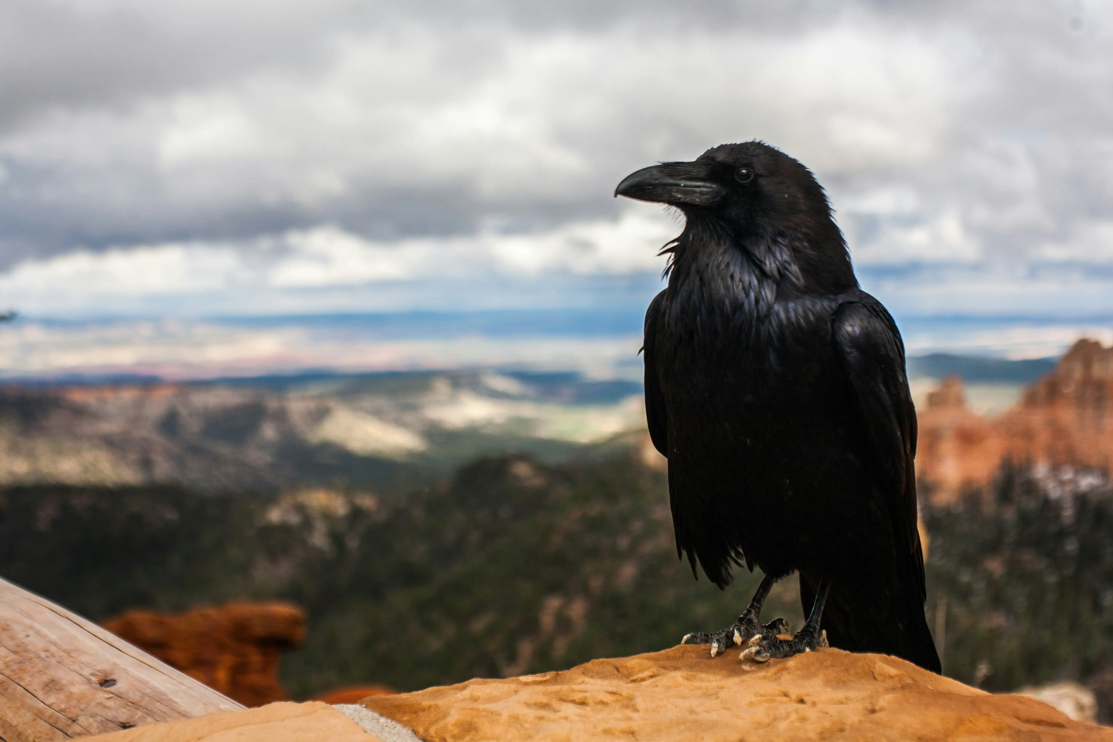 Photo of a crow in mountains